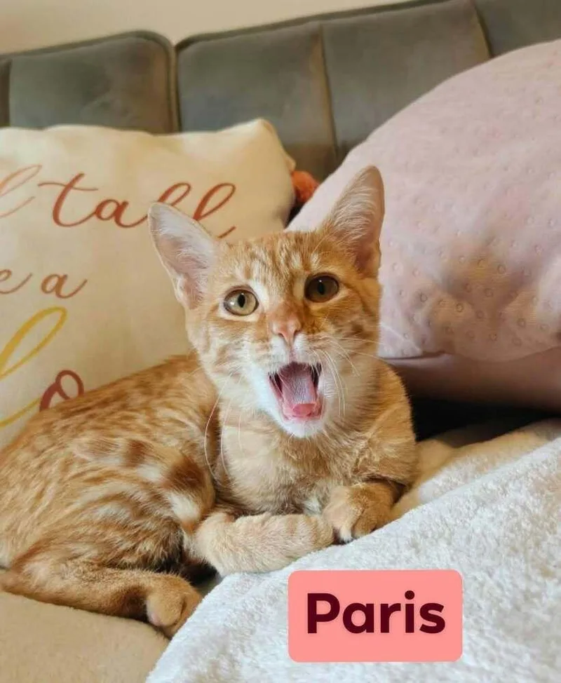 A baby small-sized female Tabby (Orange / Red) Domestic Short Hair cat named Paris for adoption in Orlando, FL