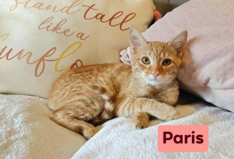 Paris thumbnail 2