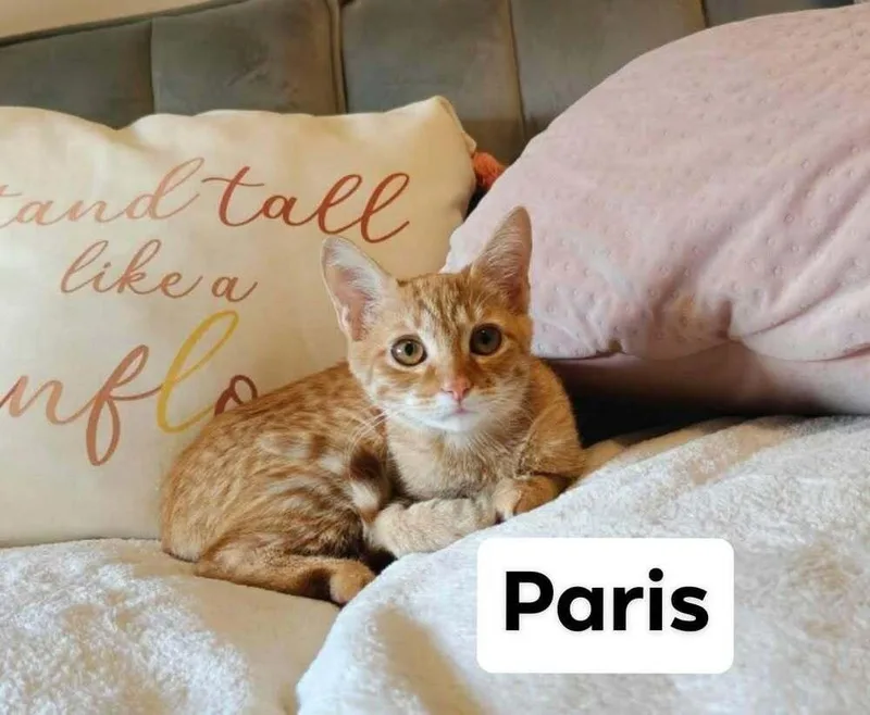 Paris thumbnail 3