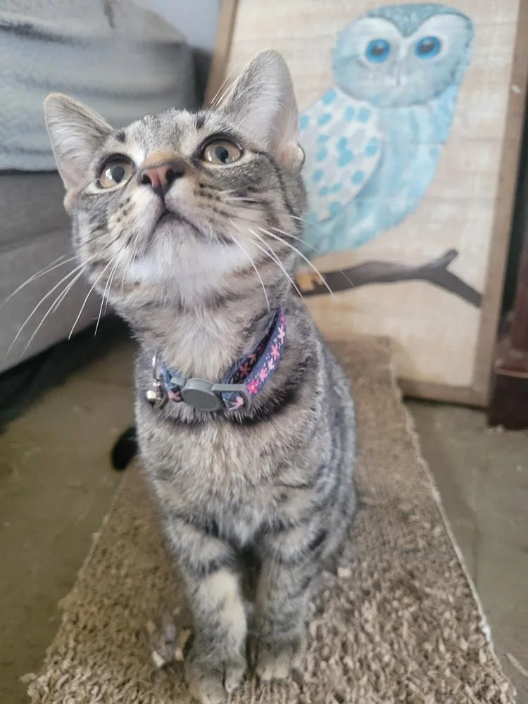 A young small-sized male Domestic Short Hair cat named Maddock for adoption in Lorain, OH