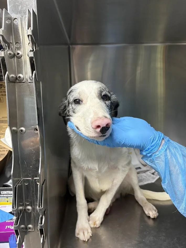 A young medium-sized male Merle (Blue) Mixed Breed dog named Salvia for adoption in Georgetown, SC
