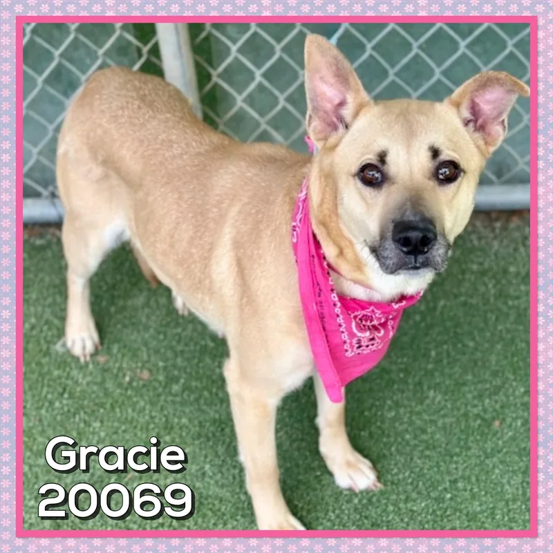 An adult medium-sized female Yellow / Tan / Blond / Fawn Shepherd dog named Gracie for adoption in Marietta, GA