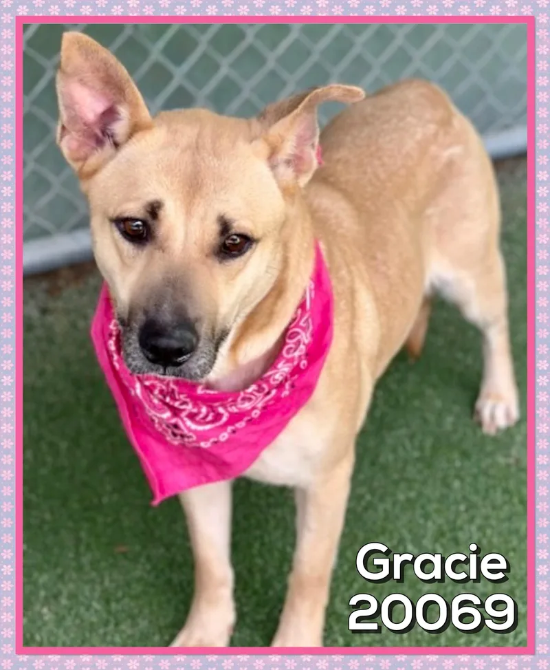 Gracie thumbnail 3