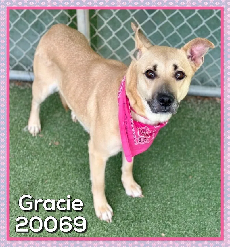 Gracie thumbnail 4