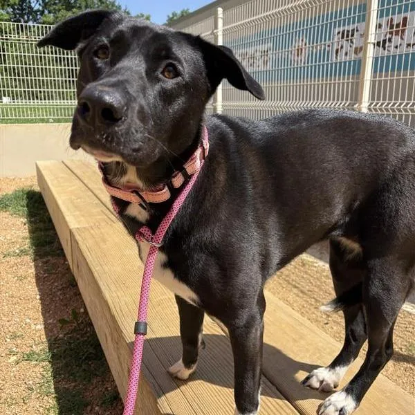 An adult large-sized female Black Mixed Breed dog named Mona for adoption in Bentonville, AR
