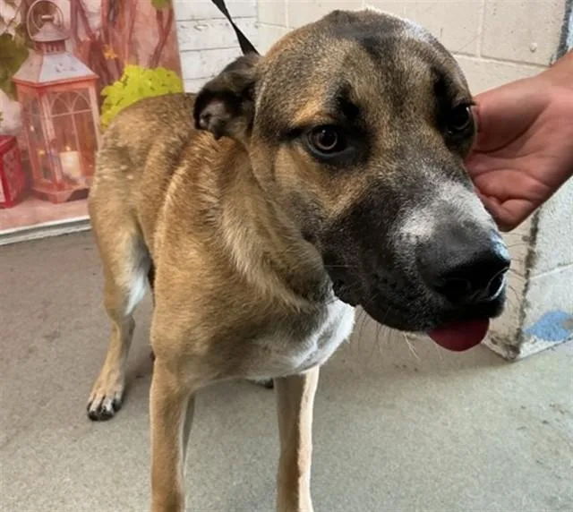 A young medium-sized male German Shepherd Dog dog named Xander for adoption in San Bernardino, CA