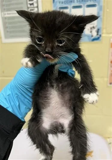 A baby small-sized male Domestic Short Hair cat named Mochi for adoption in Sacramento, CA