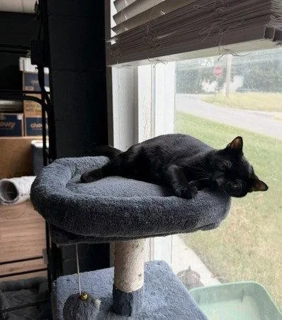 A baby medium-sized male Black Domestic Short Hair cat named Basil for adoption in Nashville, TN