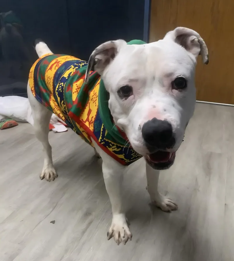 Rex Caliber Prison Program thumbnail 2