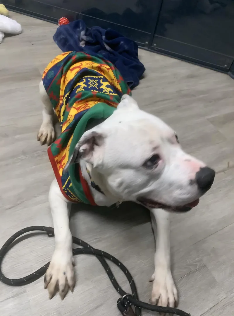 Rex Caliber Prison Program thumbnail 3