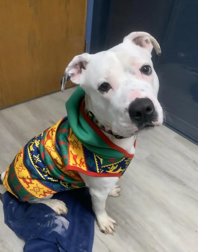 Rex Caliber Prison Program thumbnail 4