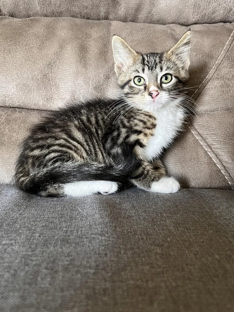 A baby small-sized male Domestic Short Hair cat named Cody for adoption in Rochester, IN