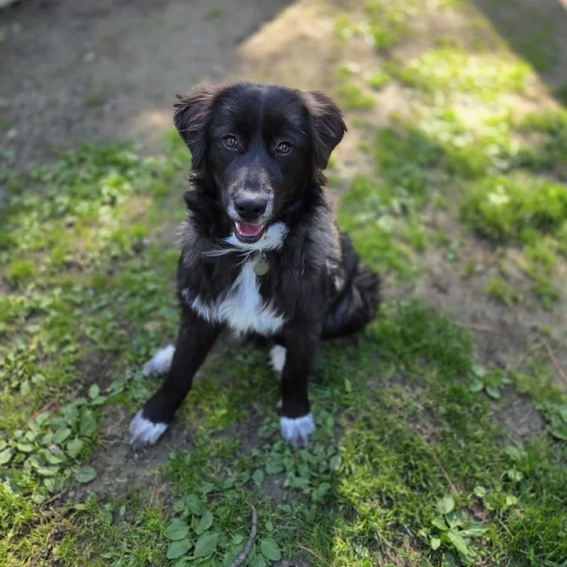 A young medium-sized female Black Anatolian Shepherd dog named Sweetie for adoption in Incline Village, NV