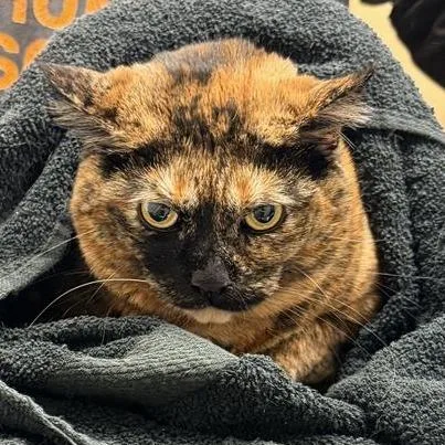 An adult extra large-sized female Domestic Medium Hair cat named Michelle for adoption in Jacksonville, FL