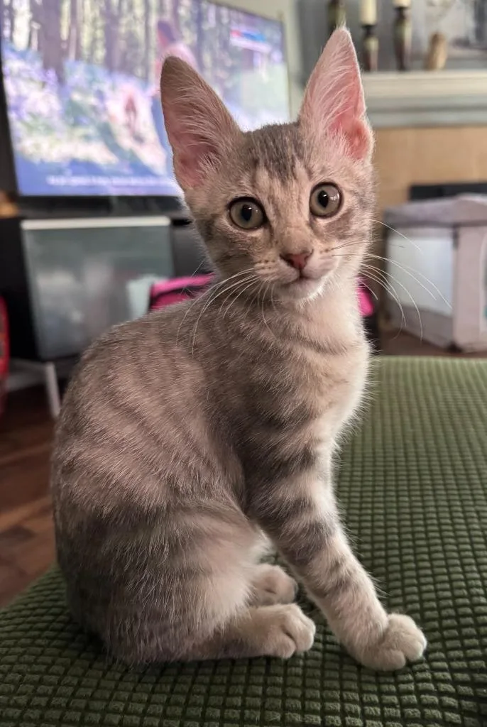A baby small-sized female Domestic Short Hair cat named Yodi for adoption in Magnolia, TX