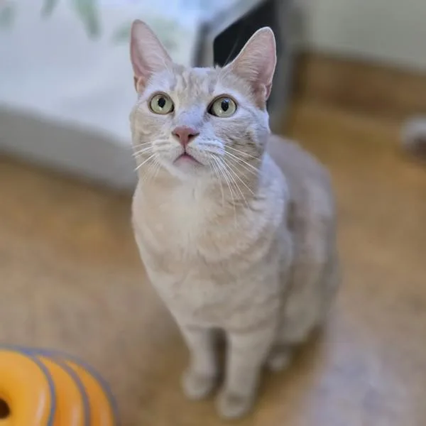 An adult large-sized male Domestic Short Hair cat named Roshe for adoption in Dublin, CA
