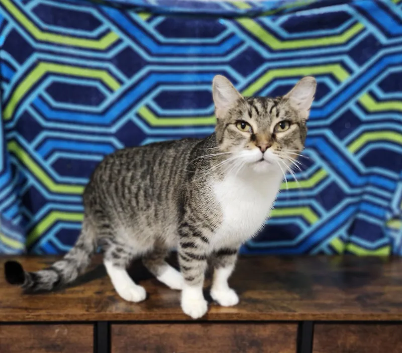 An adult medium-sized female Domestic Short Hair cat named Ally Aka. for adoption in Long Beach, CA
