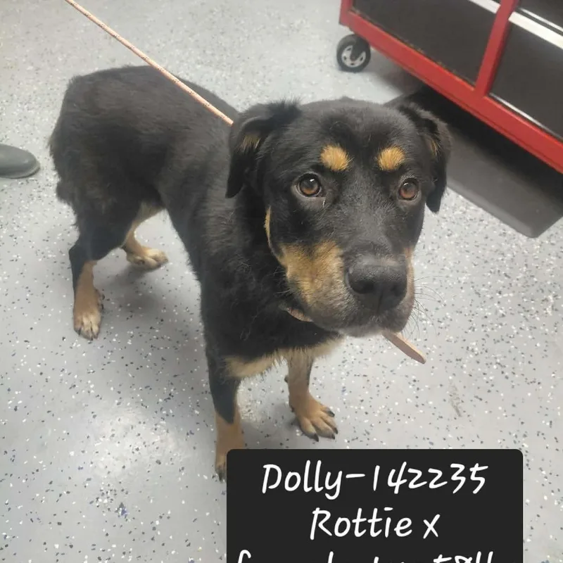 Dolly