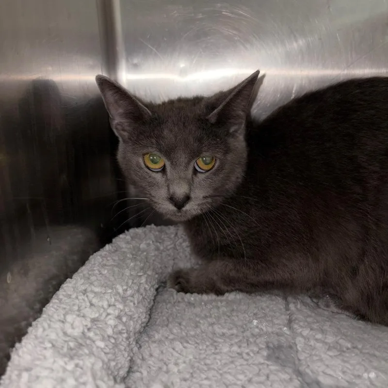 An adult medium-sized female Gray / Blue / Silver Domestic Short Hair cat named Thyme for adoption in Charleston, WV