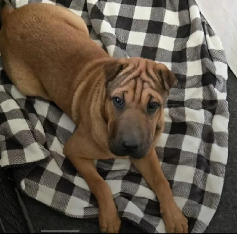 A young medium-sized female Shar-Pei dog named Mei for adoption in Eugene, OR
