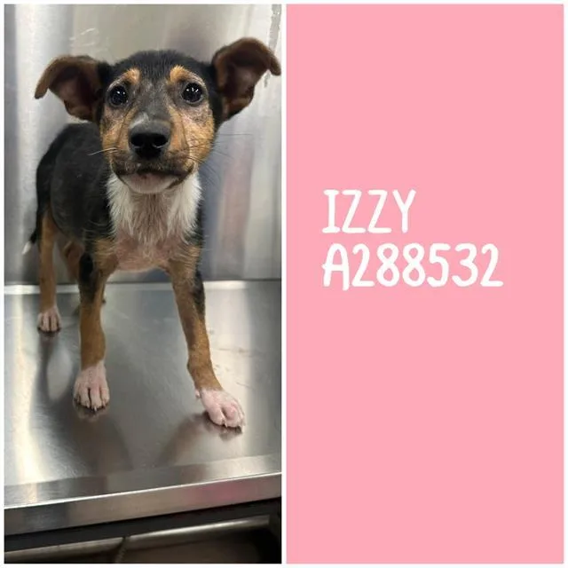 A baby small-sized female Mixed Breed dog named Izzy for adoption in Macon, GA