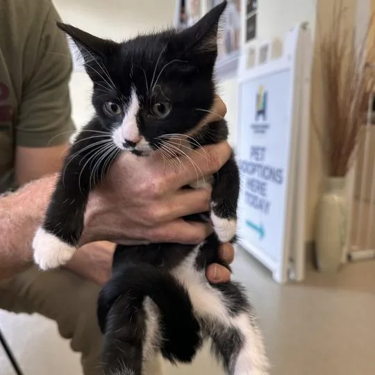 A baby small-sized female Black Domestic Short Hair cat named Adventurefuls for adoption in Wilmington, DE