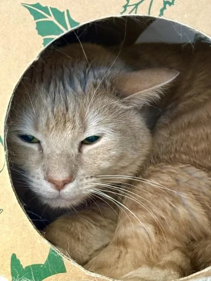 An adult medium-sized male Domestic Short Hair cat named Big Buff Kat for adoption in West Chester, PA
