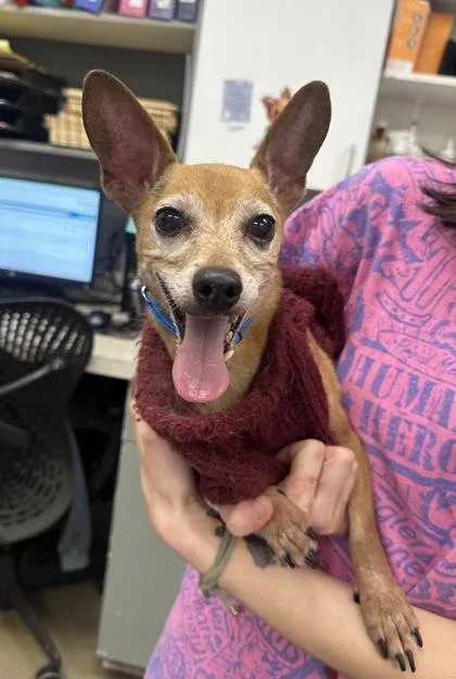 A senior small-sized male Chihuahua dog named Romeo for adoption in Palm Coast, FL