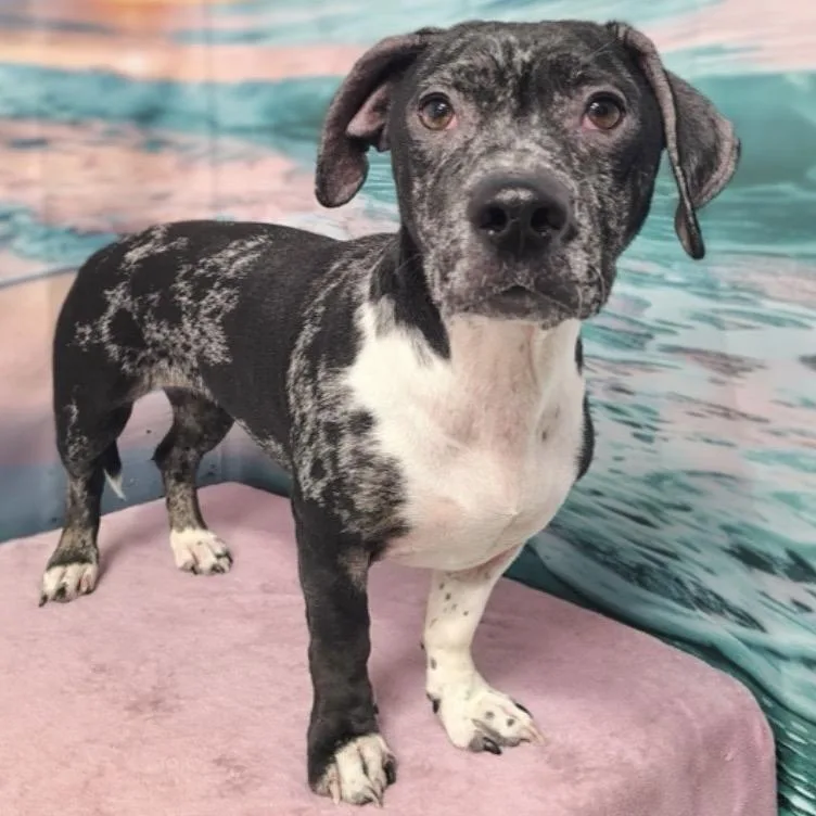 An adult small-sized female Gray / Blue / Silver Catahoula Leopard Dog dog named Rocky for adoption in Griswold, CT