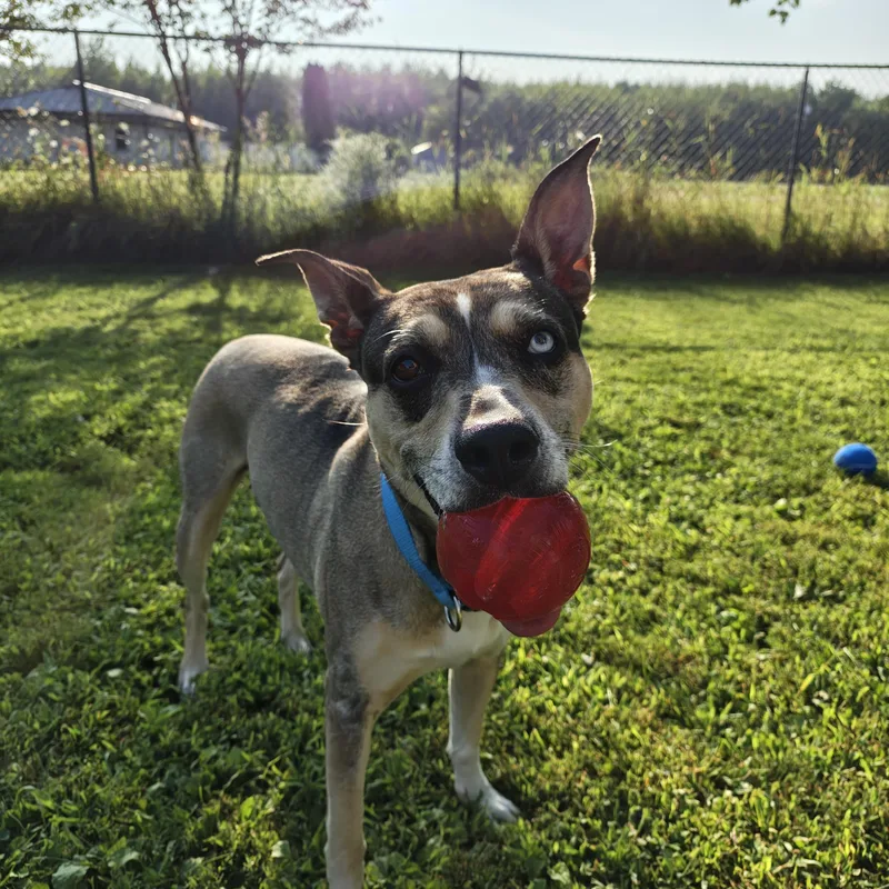 An adult large-sized female Pit Bull Terrier dog named Versais aka SaySay for adoption in Oconto, WI