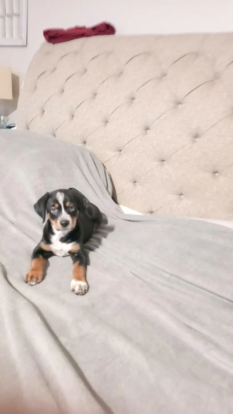 A baby large-sized male Tricolor (Brown, Black, & White) Bernese Mountain Dog dog named Baron for adoption in Mooresville, NC