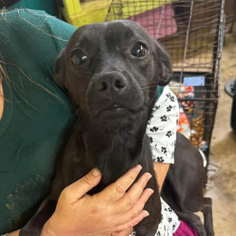 A young small-sized female Black Mixed Breed dog named Pixie for adoption in Rockville, MD