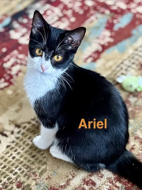 A young medium-sized female Black & White / Tuxedo Domestic Short Hair cat named Ariel for adoption in Wadsworth, OH
