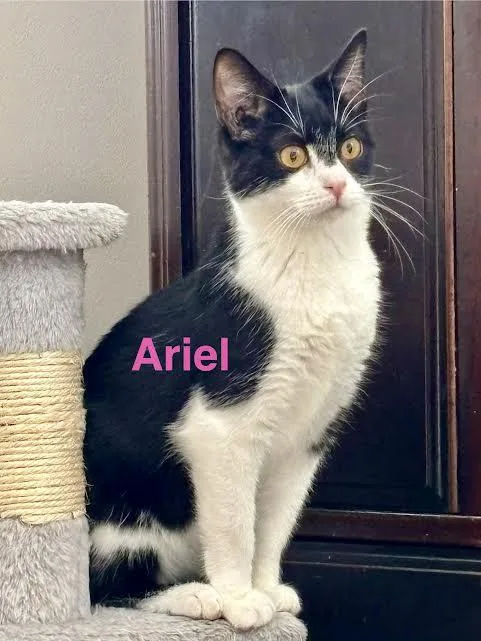 Ariel thumbnail 2