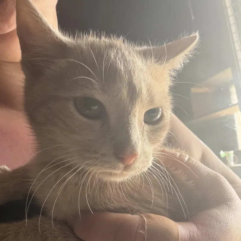 A baby medium-sized female Buff / Tan / Fawn Domestic Short Hair cat named Ginger for adoption in Ringtown, PA