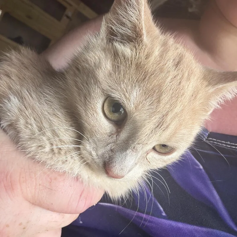 Ginger thumbnail 3
