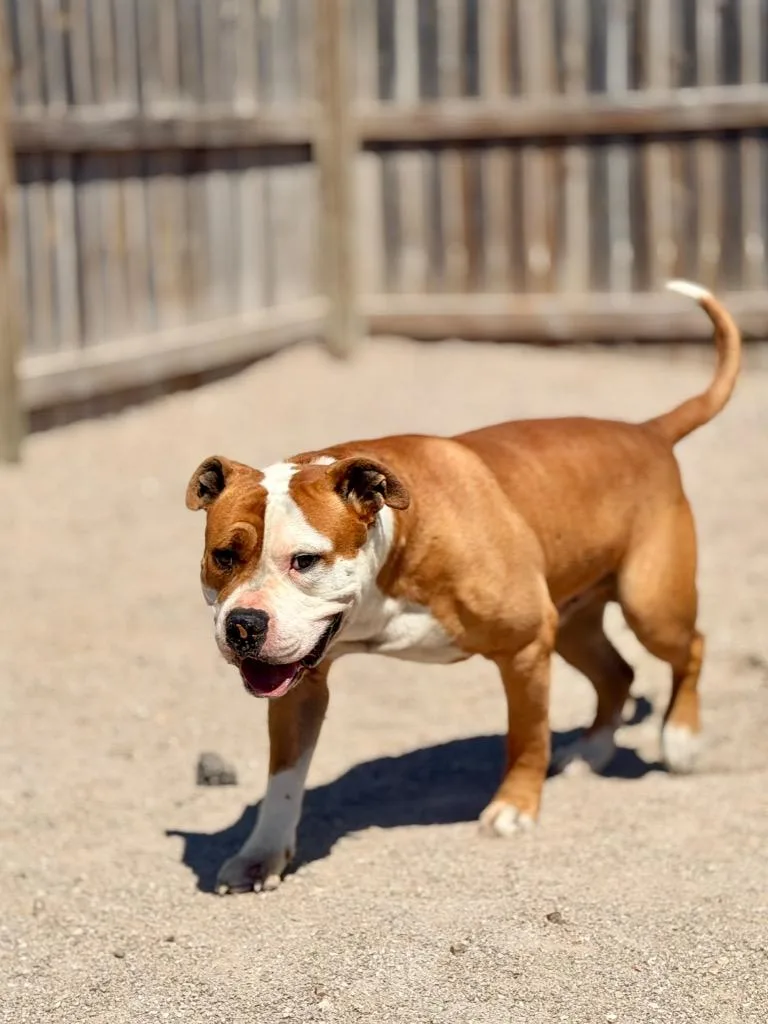 An adult large-sized male Mixed Breed dog named Nemo for adoption in Muskegon, MI