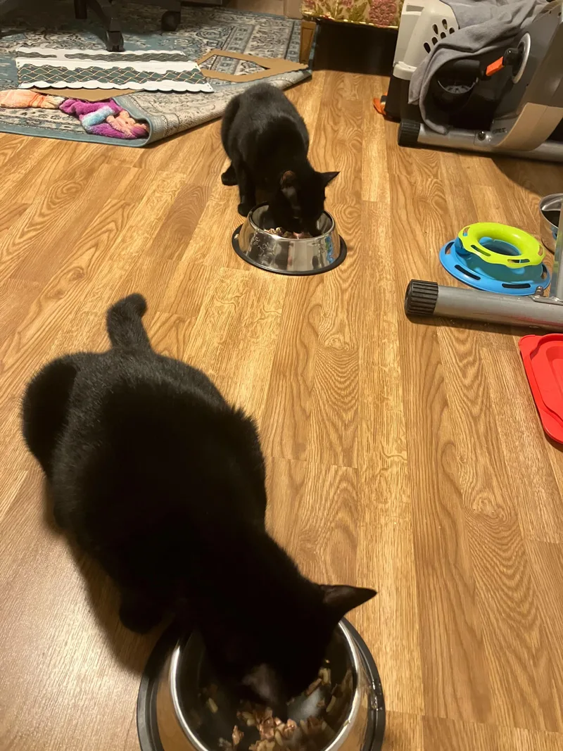 Squash & Gravy thumbnail 2