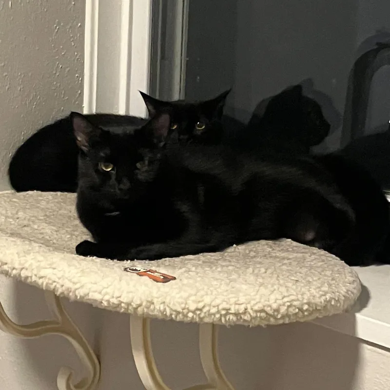 Squash & Gravy thumbnail 3