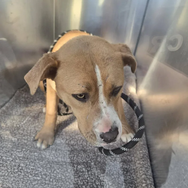 A young medium-sized female Yellow / Tan / Blond / Fawn Pit Bull Terrier dog named Dee Dee for adoption in Bristol, IN