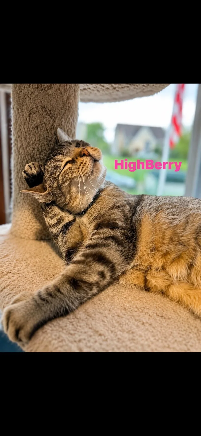 An adult medium-sized female Brown / Chocolate Tabby cat named Highberry for adoption in Springdale, PA