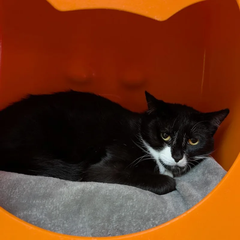 A young medium-sized male Black Domestic Short Hair cat named Izzy for adoption in Brookfield, WI