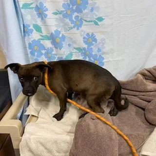 A young small-sized male Chihuahua dog named A for adoption in Modesto, CA