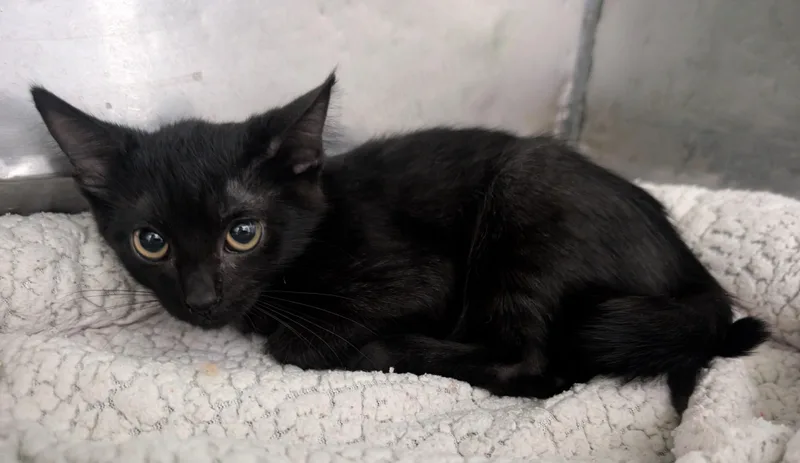 A young small-sized female Black Domestic Short Hair cat named Twilight for adoption in New Ulm, MN