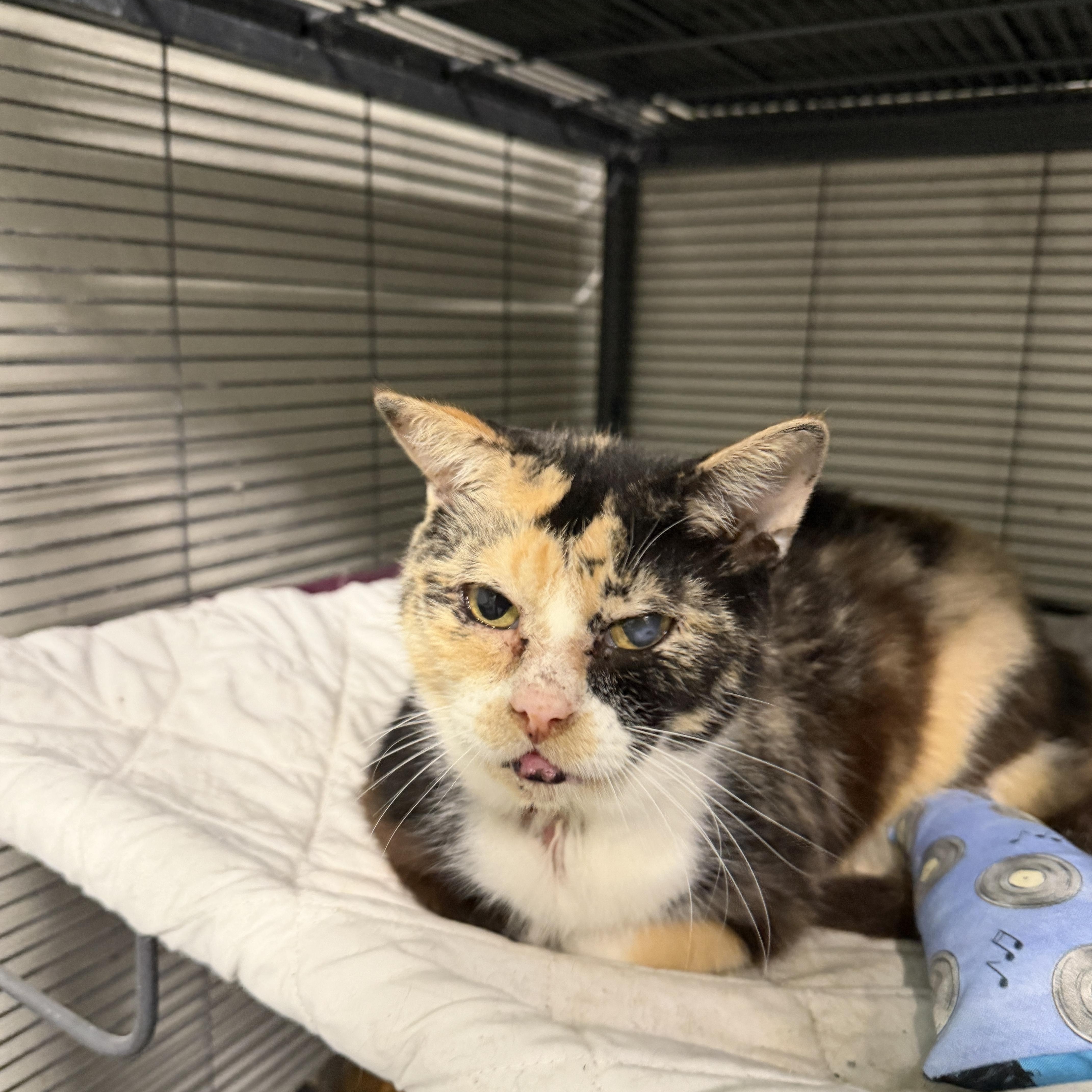 A senior medium-sized female Calico Domestic Short Hair cat named Nanna for adoption in Wayland, MI