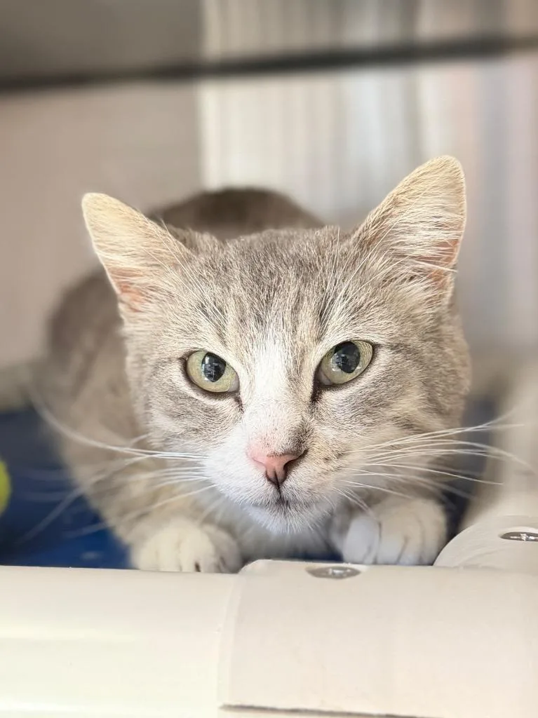 An adult medium-sized female Domestic Short Hair cat named Gumbo for adoption in Menomonie, WI