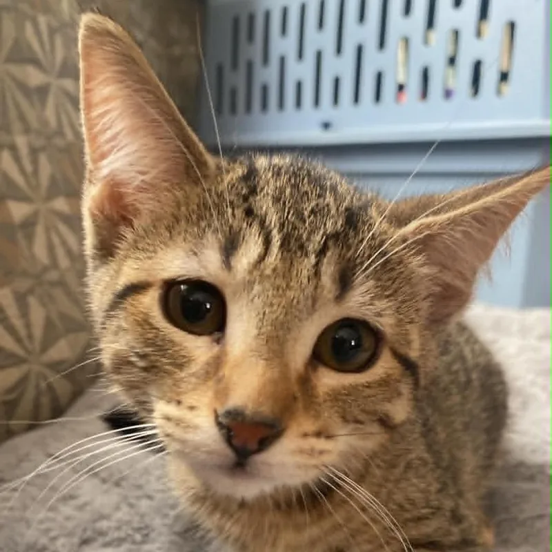 A baby small-sized female Brown / Chocolate Domestic Short Hair cat named Mulberry for adoption in Minneapolis, MN