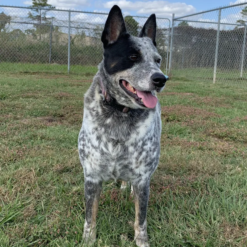 An adult medium-sized male White / Cream Australian Cattle Dog / Blue Heeler dog named Toby for adoption in Houston, TX