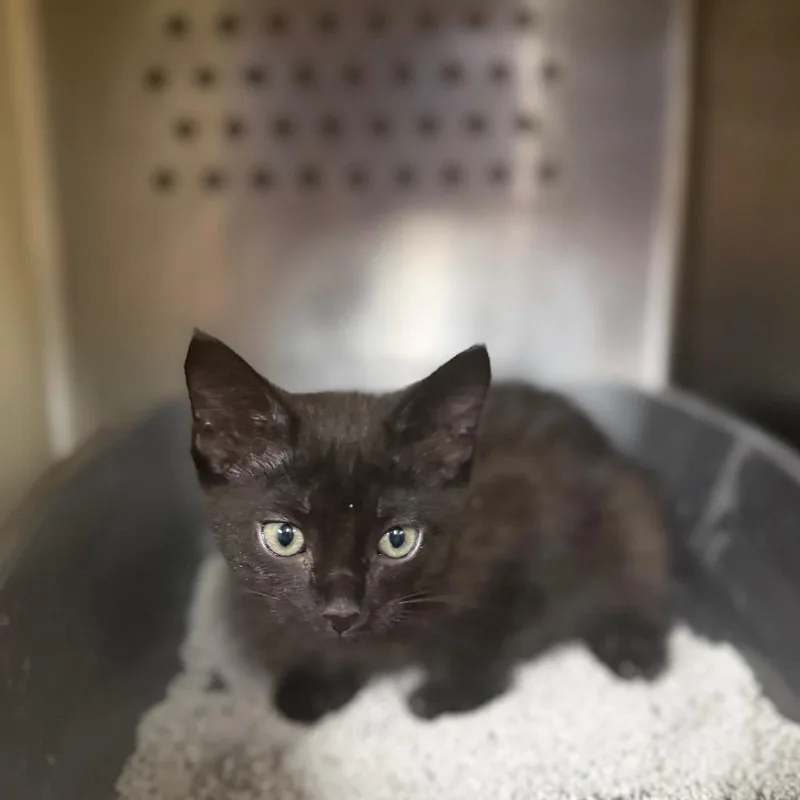 A baby small-sized female Domestic Short Hair cat named Paulie for adoption in Starkville, MS