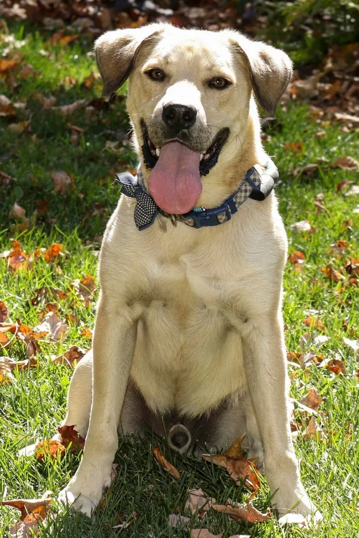 An adult medium-sized male Yellow / Tan / Blond / Fawn Labrador Retriever dog named Tyty for adoption in Cashiers, NC